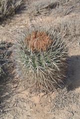 Ferocactus fordii borealis