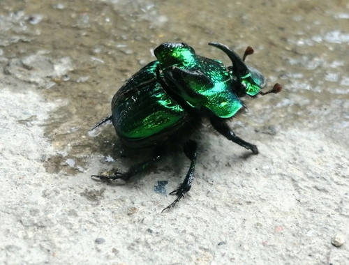 Dung Digger (Phanaeus demon)