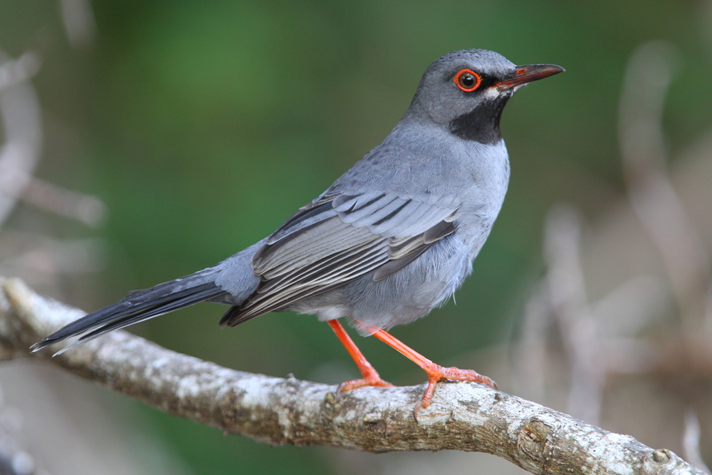 Western Red-legged Thrush (Turdus plumbeus) photo