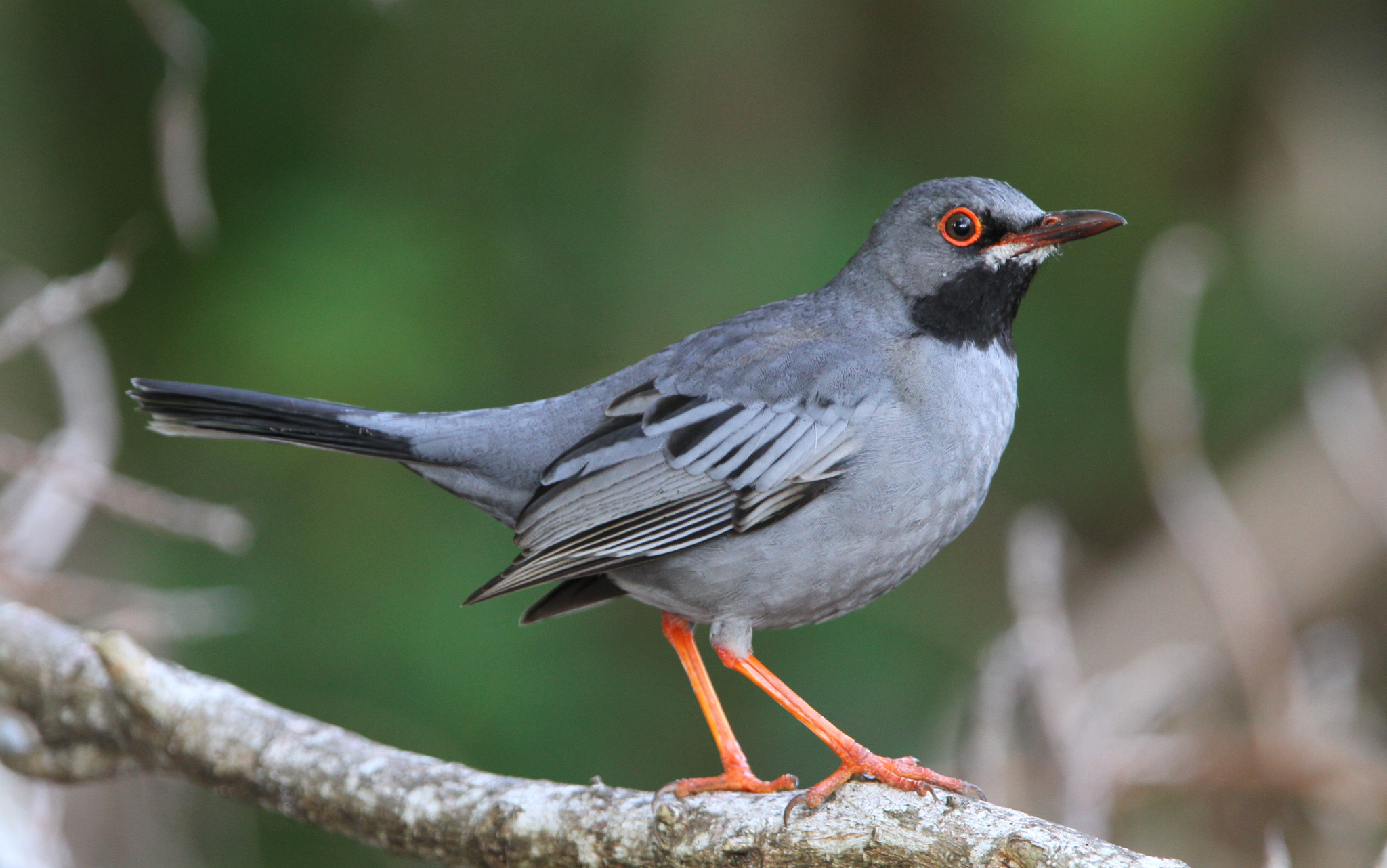 Western Red-legged Thrush illustration