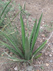 Agave difformis