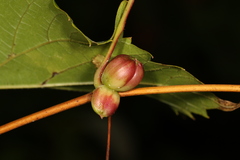 Ampelomyia vitispomum