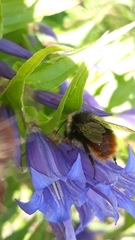 Bombus wurflenii