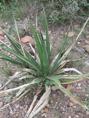Agave difformis