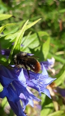 Bombus wurflenii