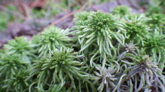 Sphagnum recurvum