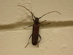 Xystrocera virescens