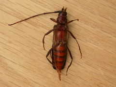 Xystrocera virescens