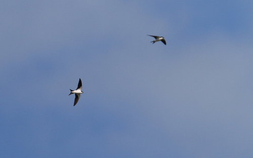 Bahama Swallow (Tachycineta cyaneoviridis), photo 4