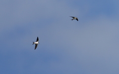 Tachycineta cyaneoviridis