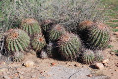 Ferocactus viridescens