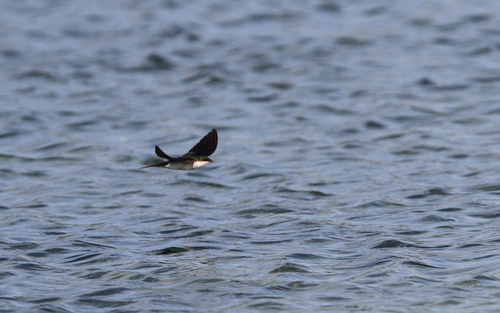 Bahama Swallow (Tachycineta cyaneoviridis), photo 5