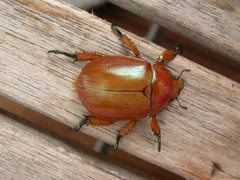 Anoplognathus viriditarsis