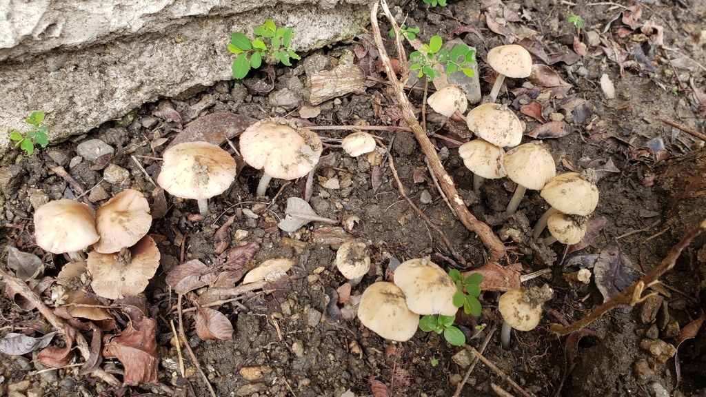 Candolleomyces candolleanus · September 2020 · photo: © jonparod (iNaturalist, cc-by)
