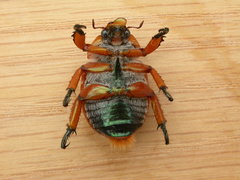 Anoplognathus viriditarsis