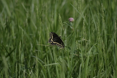 Papilio polyxenes