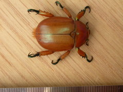 Anoplognathus viriditarsis