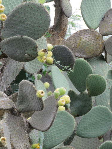 Arborescent Pricklypear