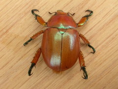 Anoplognathus viriditarsis