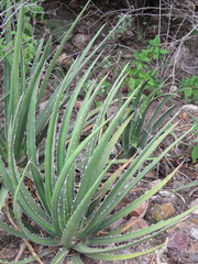 Agave difformis
