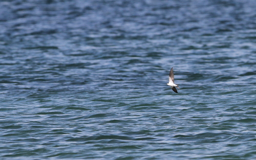 Bahama Swallow (Tachycineta cyaneoviridis), photo 6