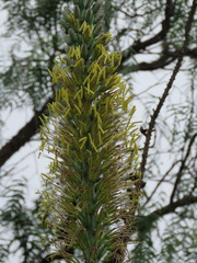 Agave difformis