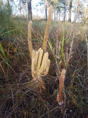 Orostachys malacophylla