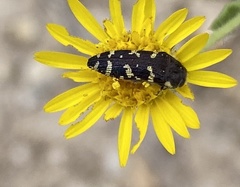 Acmaeodera macra