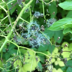 Lactuca canadensis