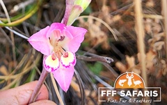 Gladiolus vernus