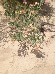 Tripterocalyx carneus