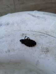 Triatoma infestans