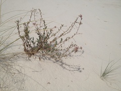 Abronia angustifolia