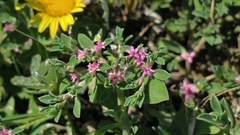 Aizoon portulacaceum