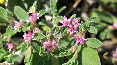 Aizoon portulacaceum