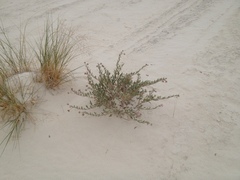 Abronia angustifolia