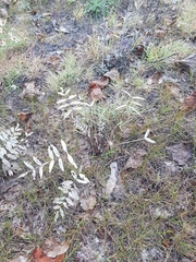 Gueldenstaedtia verna