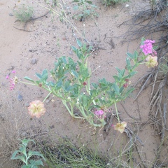 Tripterocalyx carneus