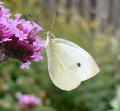 Pieris rapae