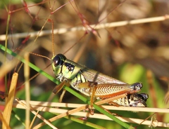 Melanoplus borealis