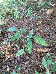 Centrosema virginianum