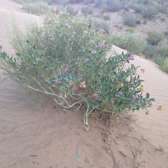 Tripterocalyx carneus