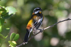 Spindalis zena townsendi