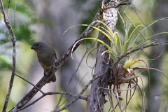 Melopyrrha violacea