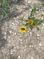 Acmaeodera macra