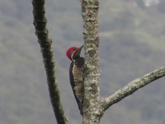 Dryocopus lineatus