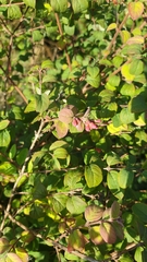 Symphoricarpos × chenaultii