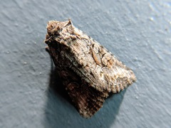 Lacanobia subjuncta