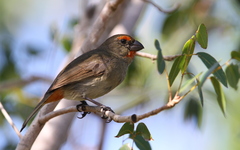 Melopyrrha violacea
