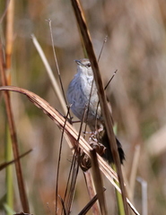 Bradypterus baboecala